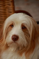 Bearded Collie -Pet Dog 