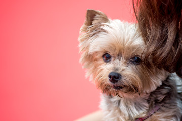 Fototapeta premium Yorkshire Terrier dog on red background