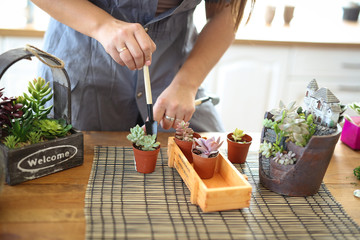woman make terrarium with succulents at home