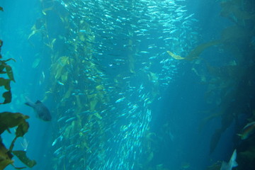 Fototapeta na wymiar Fish in tank