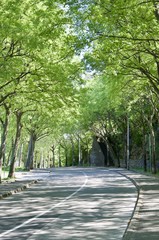 road in the forest