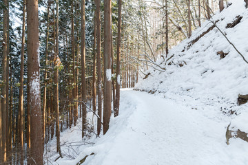 nature and landscape concept - snow path winter forest in japan