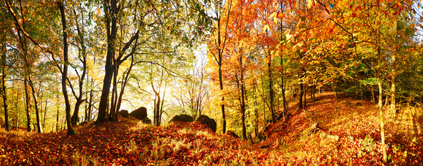 Autumn forest in mountain at sunset with sun