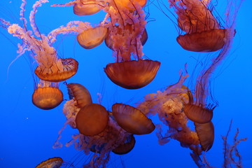 Jellyfish