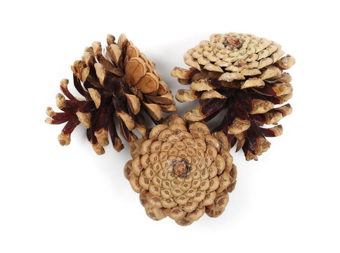 Pine cones isolated on white background, top view