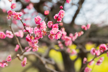 nature, botany, gardening and flora concept - close up of beautiful sakura tree blossoms at park