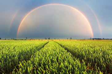 Rainbow Rural landscape with wheat field on sunset