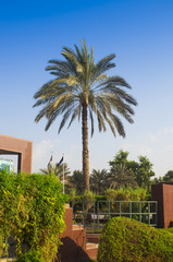 Fototapeta premium palm tree in nature with clear blue sky