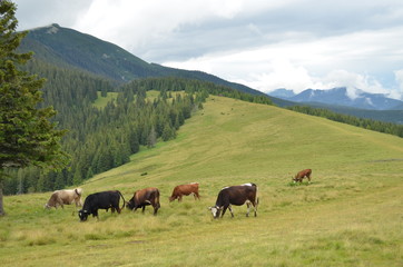 Fototapeta na wymiar mountains cows nature
