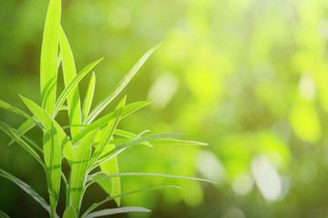 nature view of green leaf.