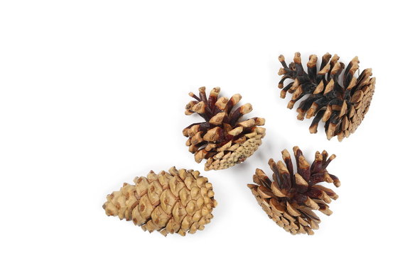 Pine cones isolated on white background, top view