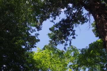 Obraz premium Sky and Trees