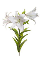 Fototapeta na wymiar A branch of delicate white pink border lilies with isolated.