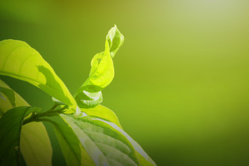nature view of green leaf.