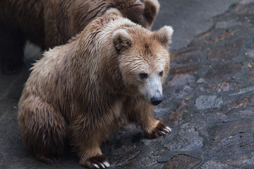 Obraz premium brown bear