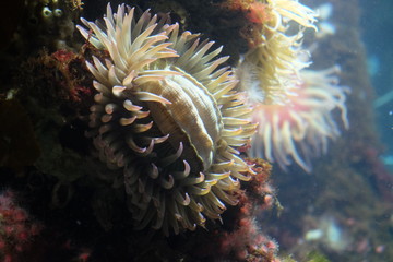 Fototapeta na wymiar Sea anemone 
