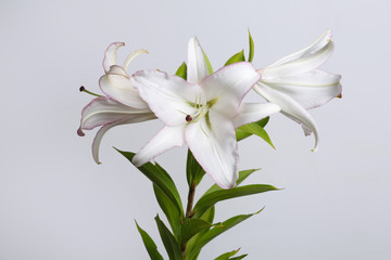 Fototapeta na wymiar A branch of delicate white with pink speckles of lilies isolated on a gray background.