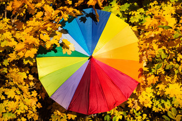 Colorful umbrella on maple leaves