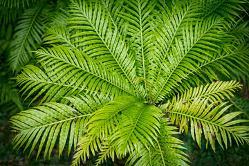 Leaves fern leaves green