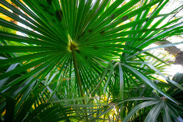 Palm leaves in the public park, late summer, bokeh, northern Croatia, Mediterranean