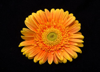 Subtle orange gerbera flowers on black background