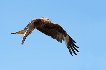 Red Kite (Milvus milvus)/Red Kite flying through clear blue sky