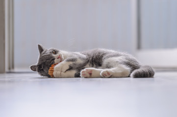 Cute British short Hairy cat