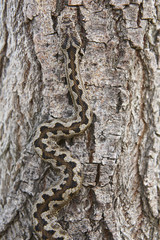 Snake camouflage. Vipera aspis detail on a trunk surface © h368k742
