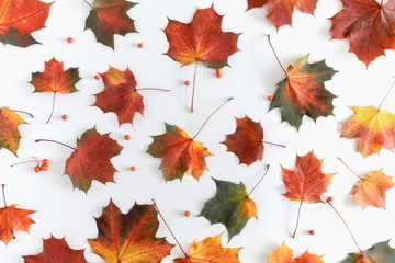 Autumn composition. Pattern made of colorful leaves on white background. Autumn, fall concept. Flat lay, top view, copy space 