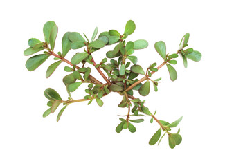 Portulaca oleracea (common purslane, verdolaga, red root, pursley) on white background. It is used as traditional Chinese medical herbal, which has cooling and detoxification effect.