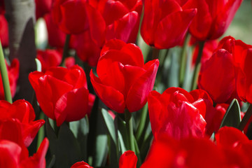 Tulips background
