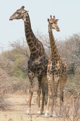 giraffe in africa