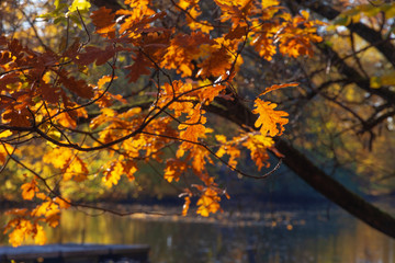 oak leaves over water. sunny autumn park