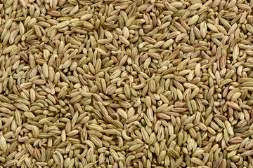 Fennel Seeds (Saunf), A hardy, perennial herb's seed famously know as saunf and an important ingredient of kitchen.