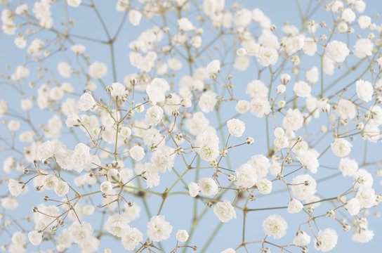 Fototapeta Spring soft white small fluffy flowers on pastel blue sky background, closeup, texture.