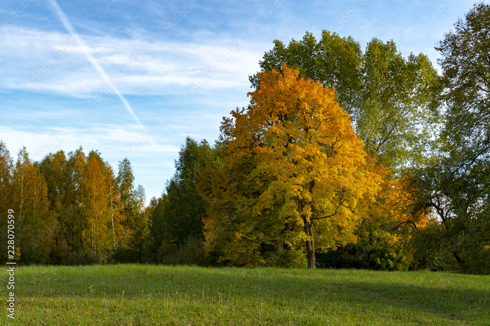 Wall mural colorful autumn leaves on a copse of trees