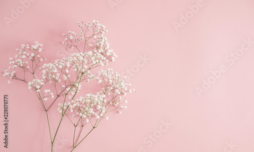 Small white flowers on pastel pink background. Happy Women's Day, Wedding, Mother's Day, Easter, Valentine's Day. Flat lay, top view, copy space