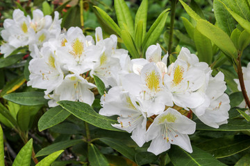 White azalea flowers in garden in spring time