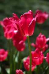 Fototapeta premium Tulips background