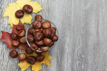 Obraz premium Brown chestnuts on the background of autumn leaves