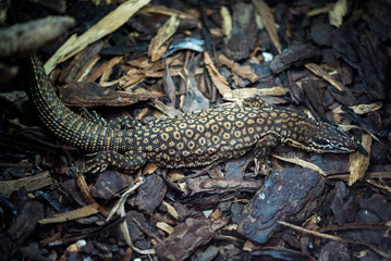 lizard crawling on the ground 