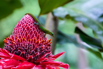 Gold dust day gecko (phelsuma laticauda) on vivid red torch ginger blossom (etlingera elatior), in Hawaiian Big Island's Akaka Falls State park.