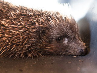 snout detail of a scared hedgehog
