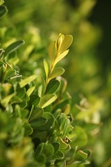Close up of small leaves on a plant