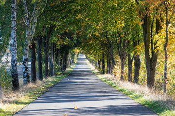 Fototapeta na wymiar Romantic country road with autumn trees, Lüneburg Heath, Northern Germany