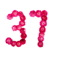 number 37 from flowers of a red and pink rose on a white background. Typographical element for design. Flower numbers, date, isolate, isolated