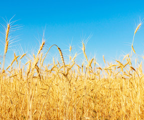 field with wheat against the sky