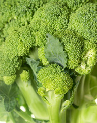 broccoli cabbage on white background