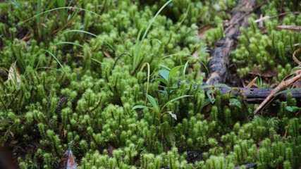 lush greenery of Mount Kinabalu National Park UNESCO World Heritage Site