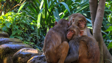 Fototapeta premium Group of monkey sleeping together